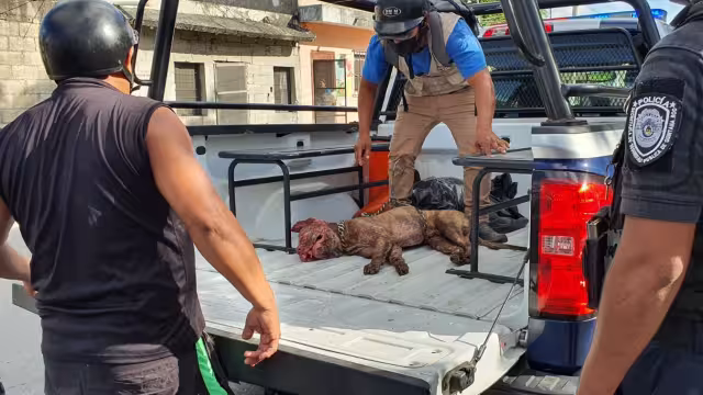 Las heridas de los canes grandes mataron al pequeño animal