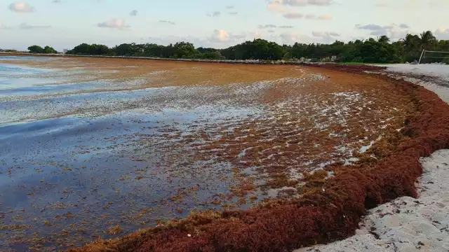 Se han recolectado un total de 3 mil 257 toneladas de sargazo en lo que va del año