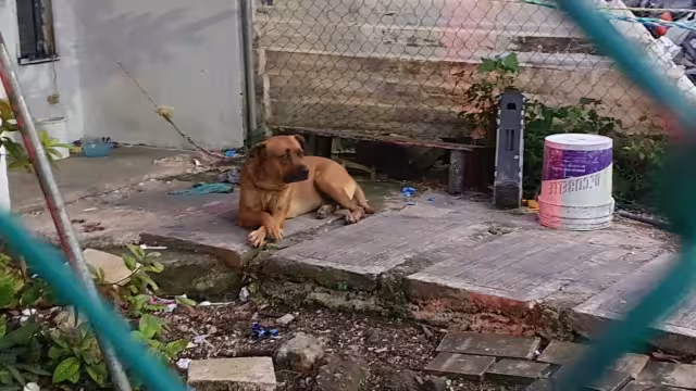 Aparentemente el chico no tenía ninguna lesión, solicitaron una ambulancia para que los paramédicos