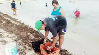 Marea roja retrocede y reactiva la pesca de pulpo en la costa de Yucatán