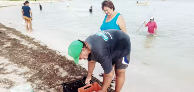 Canainpesca reporta casi mil 300 ton del molusco acopiadas; se cotiza en 145 pesos por kilo