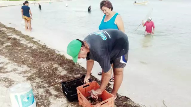 Canainpesca reporta casi mil 300 ton del molusco acopiadas; se cotiza en 145 pesos por kilo