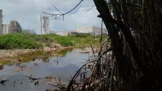 Los manglares son una especie protegida por las normas mexicanas