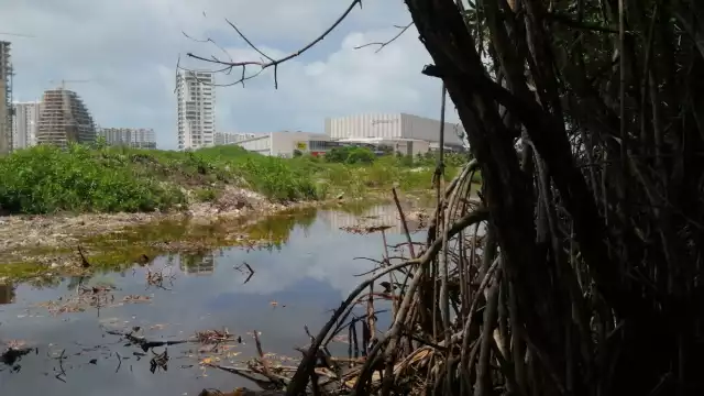 Los manglares son una especie protegida por las normas mexicanas