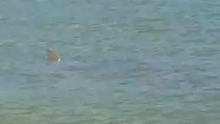 Un supuesto tiburón fue visto en las playas de Progreso; exhiben foto y vídeo. Foto: Jessica Saidén