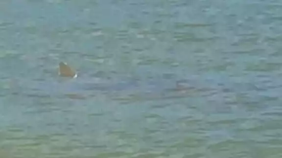 Un supuesto tiburón fue visto en las playas de Progreso; exhiben foto y vídeo. Foto: Jessica Saidén Un supuesto tiburón fue visto en las playas de Progreso; exhiben foto y vídeo. Foto: Jessica Saidén