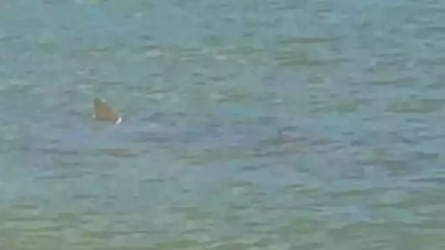 Un supuesto tiburón fue visto en las playas de Progreso; exhiben foto y vídeo. Foto: Jessica Saidén