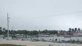 Pepino de mar 'desaparece' en las aguas de El Cuyo, Yucatán denuncian