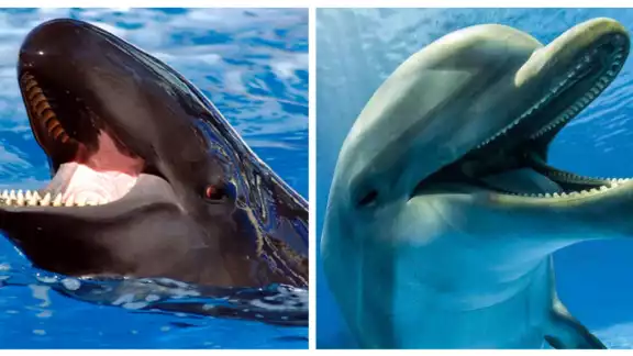 Los delfines y ballenas tienen una gran importancia en el ecosistema marino, por lo que su cuidado y conservación es vital