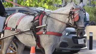 Llaman a los caleseros a no realizar los paseos en  épocas de calor intenso en Mérida 