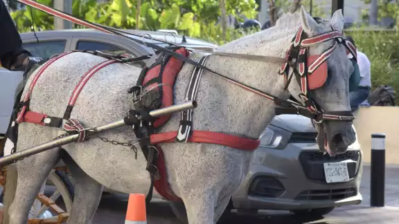 Dio recomendaciones sobre cómo proteger a los caballos Dio recomendaciones sobre cómo proteger a los caballos