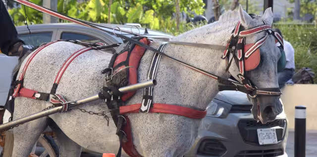 Dio recomendaciones sobre cómo proteger a los caballos