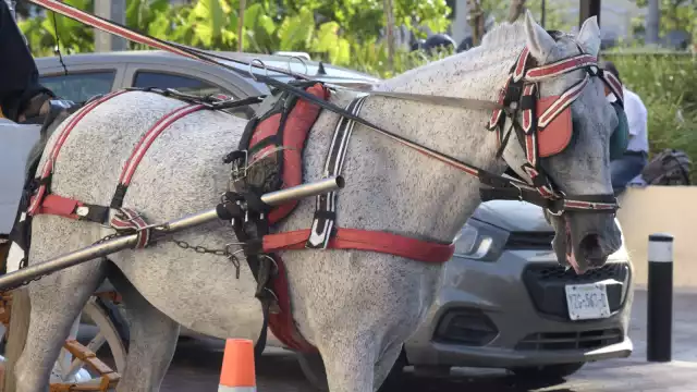 Dio recomendaciones sobre cómo proteger a los caballos