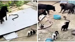 Una víbora se enfrenta a 10 perritos