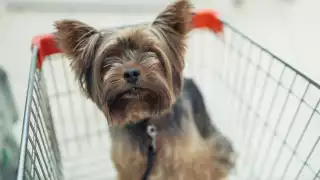 Las mascotas pueden recorrer los pasillos de las plazas de Mérida con tranquilidad