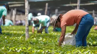 Suman Quintana Roo, Yucatán y Campeche 19 mil 419 hectáreas transformadas para cultivo