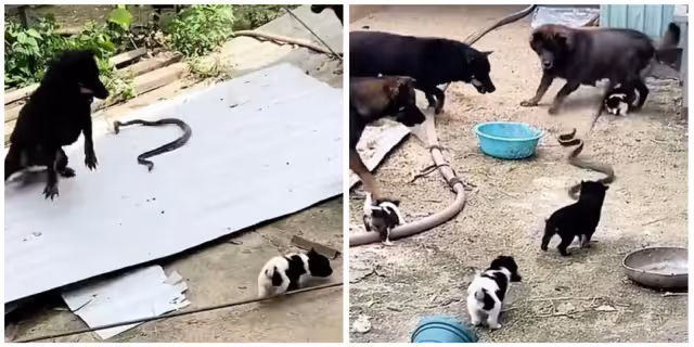 Una víbora se enfrenta a 10 perritos