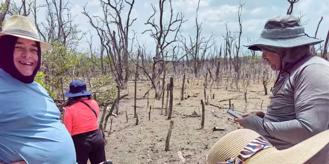 La producción apícola en Sabancuy está en riesgo por la muerte de cientos de kilómetros de mangle negro.