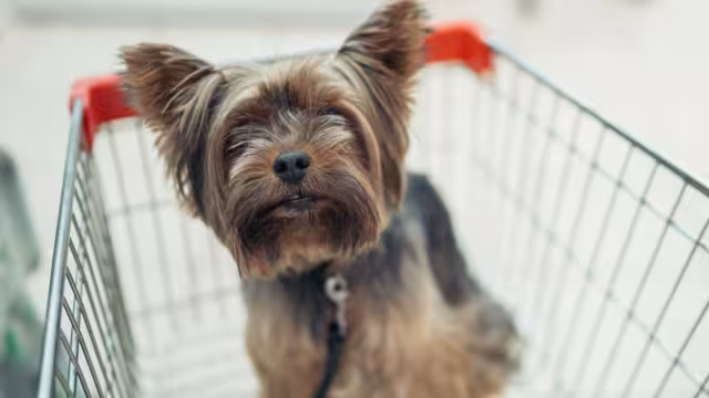 Las mascotas pueden recorrer los pasillos de las plazas de Mérida con tranquilidad