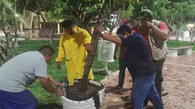 La situación obligó a las autoridades trabajar de noche para replantar los arbustos que se cayeron en las áreas verdes