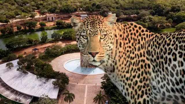 Se prevé que el felinario de Animaya sea inaugurado en abril de 2024