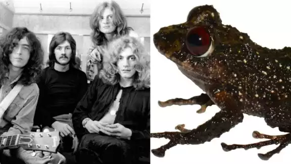INABIO quiso honrar a la banda Led Zeppelin, por ello, le agregaron el nombre a la rana INABIO quiso honrar a la banda Led Zeppelin, por ello, le agregaron el nombre a la rana