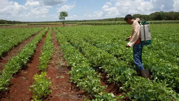 9 de cada 10 campesinos en Yucatán son hombres 9 de cada 10 campesinos en Yucatán son hombres