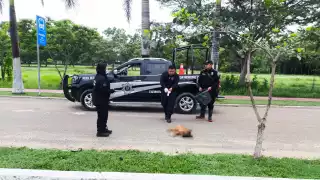 Hallan a cuatro perros envenenados en calles de Tizimín