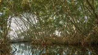 El objetivo es establecer una iniciativa que apoye a la conservación