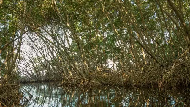 El objetivo es establecer una iniciativa que apoye a la conservación