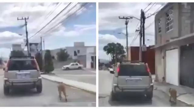 A pesar del intento de la persona que grabó el vídeo, la pareja se negó a detener la camioneta. Foto: Internet