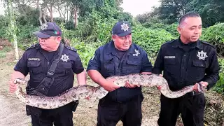 Enorme boa constrictor causa terror a vecinos de la colonia San Juan de Valladolid