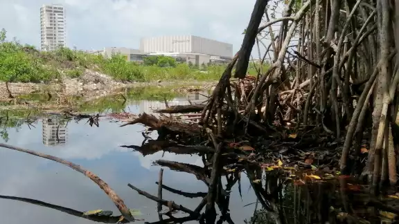 El IMCO indicó que lo Estados de la Península de Yucatán tienen problemas para encontrar la sustentabilidad de sus recursos naturales