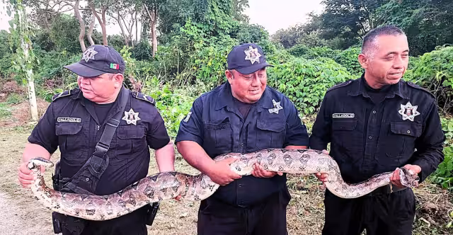Policías de Valladolid capturaron la boa constrictor