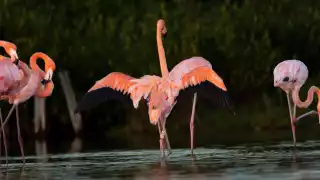 Avistan flamencos anillados en el parque ecoturístico Punta Sur de Cozumel