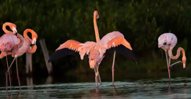 Una de las aves fue marcada en Las Coloradas y la otra en El Cuyo