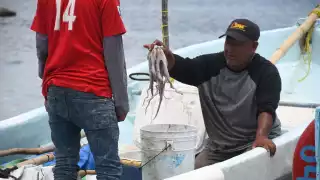 Pesca yucateca muestra signos de recuperación tras la temporada de pulpo