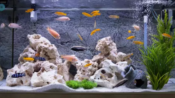 El negocio expresó que ningún animal sufrió daños en este proceso El negocio expresó que ningún animal sufrió daños en este proceso