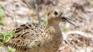 Del Artico a Yucatán: Captan histórico avistamiento en la reserva de Río Lagartos de un Playero Ocre