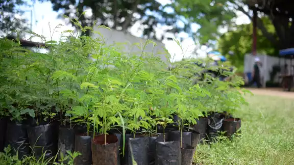El Ayuntamiento de Mérida pondrá en marcha una gran campaña de reforestación El Ayuntamiento de Mérida pondrá en marcha una gran campaña de reforestación