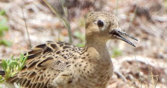 El rancho San Manuel registra por primera vez un ejemplar de la especie llamada playero ocre