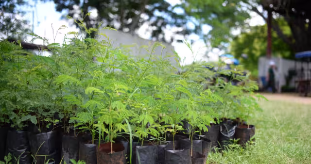 El Ayuntamiento de Mérida pondrá en marcha una gran campaña de reforestación