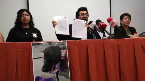 Animalistas piden cárcel al responsable de atropellar a Negrita Animalistas piden cárcel al responsable de atropellar a Negrita