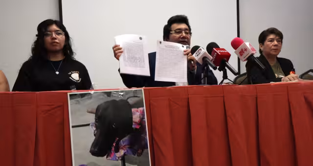 Animalistas piden cárcel al responsable de atropellar a Negrita