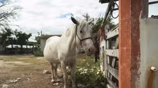 Gusano barrenador ya se extiende en casi el 94% de Yucatán y acumula mil 670 casos