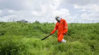Descartan daños a cultivos en Yucatán por las mangas de langostas