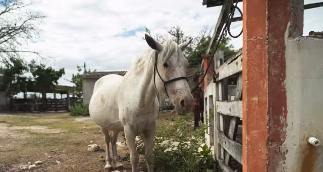 Reportan nuevos casos de gusano barrenador