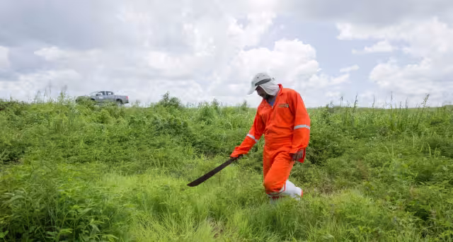 El Senasica descarta afectaciones a los cultivos; se detectaron al menos 35 mangas en Yucatán