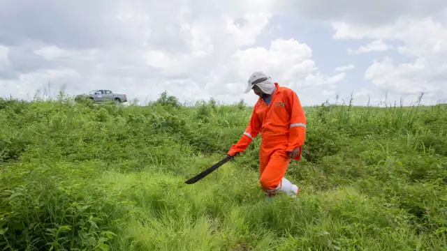 El Senasica descarta afectaciones a los cultivos; se detectaron al menos 35 mangas en Yucatán