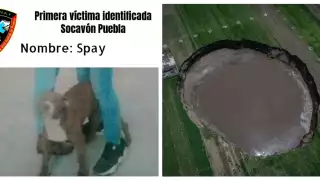 Spay es el nombre del can que cayó al socavón